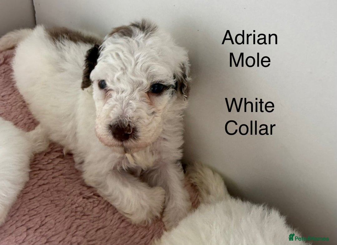 Labradoodle dogs for sale: Therapy breeder 5th gen miniature F1bbbb - Image 30
