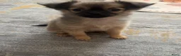 Pomchi dogs for sale: Pomchi puppy 10 weeks old girl  - Advert 6