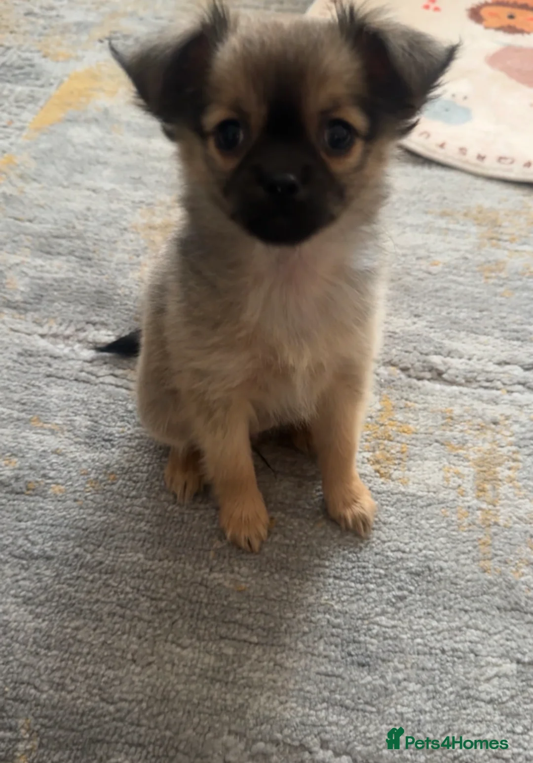 Pomchi dogs for sale: Pomchi puppy 10 weeks old girl  - Advert 6
