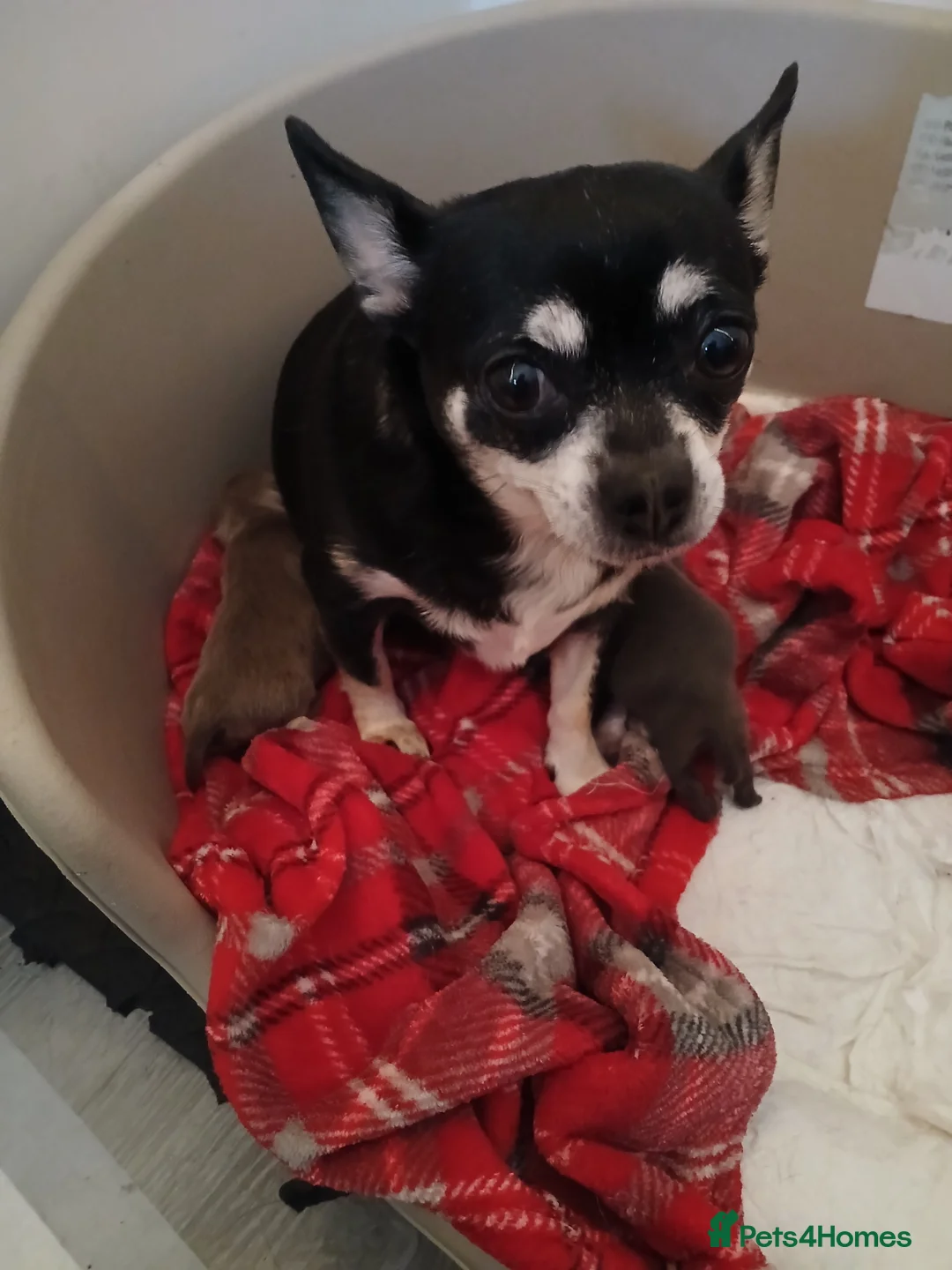 Chihuahua dogs for sale: Last little boy - Advert 3
