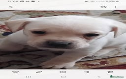 Mixed Breed dogs for sale: Labrador cross french bulldog puppies - Image 6