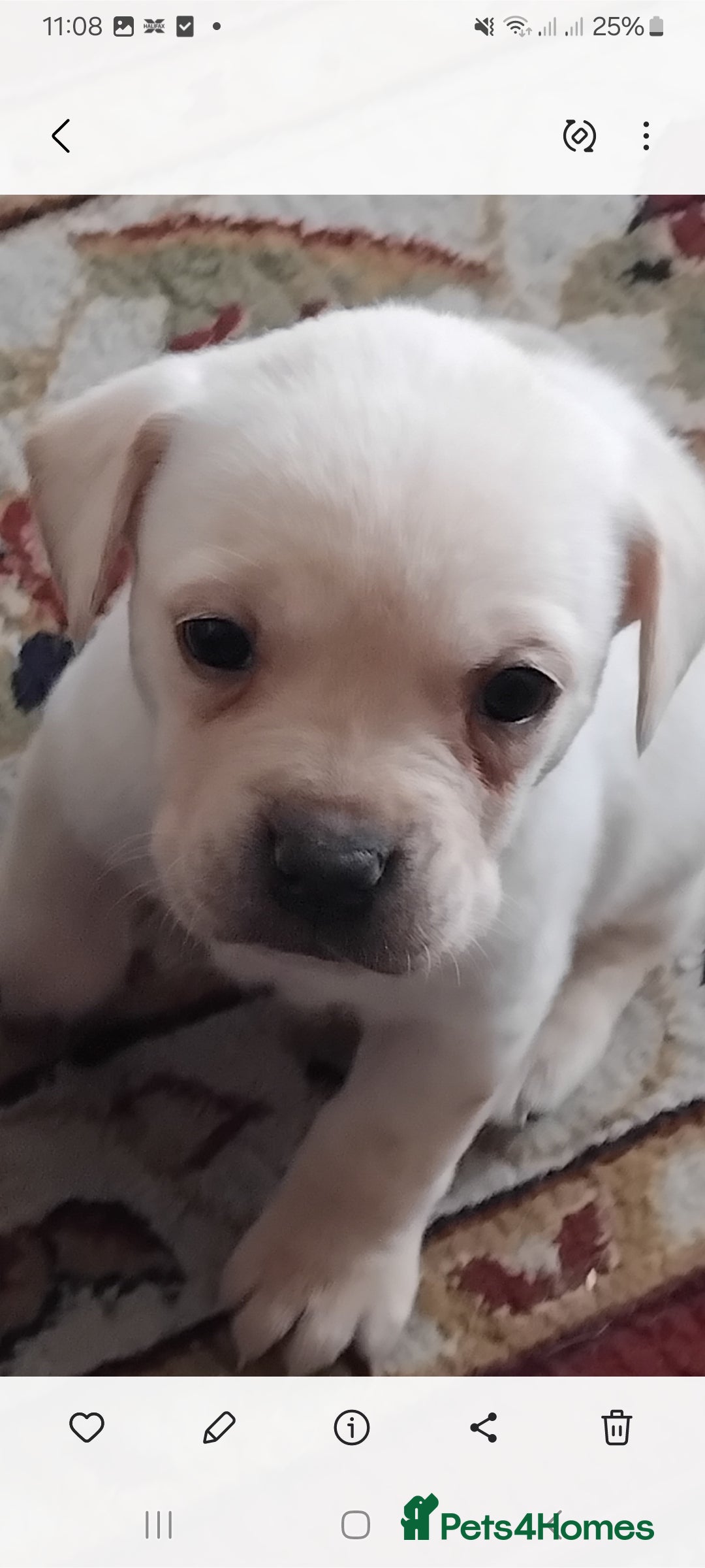 Mixed Breed dogs for sale: Labrador cross french bulldog puppies - Image 6