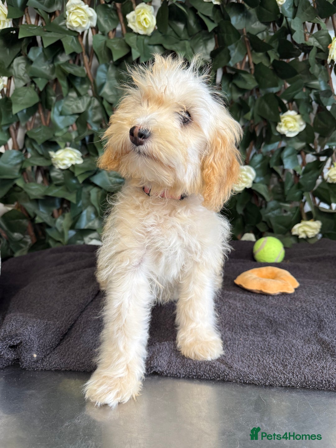 Cavapoo dogs for sale: 1 Girl Remaining ⭐️ Reduced ⭐️ F1b Cavapoos ⭐️ - Image 13