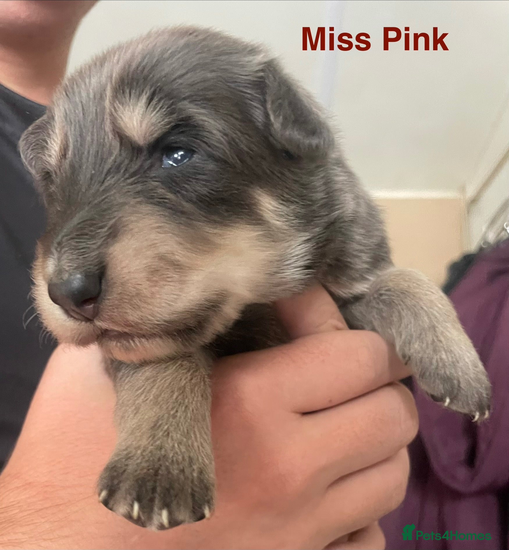 German Shepherd dogs Straight-Back German Shepherd Puppies  - Advert 5