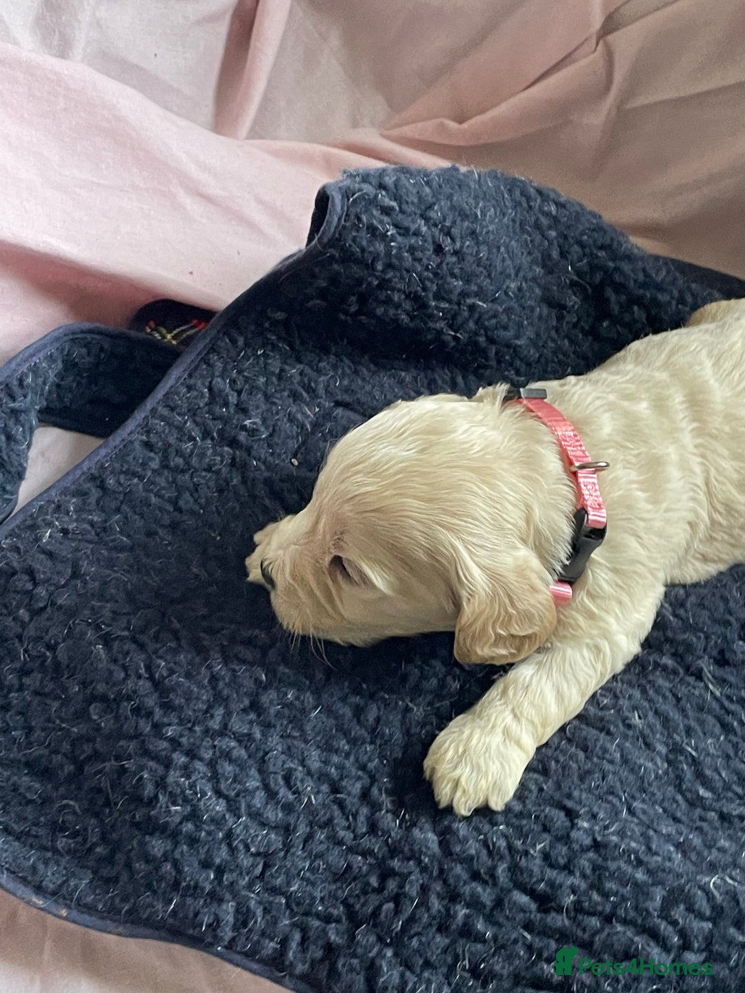 Cockapoo dogs for sale: Toy Cockapoo F1 - Image 12
