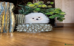 Pomeranian dogs for sale: SUPER TINY ICE WHITE POMERANIAN BOY - Image 23