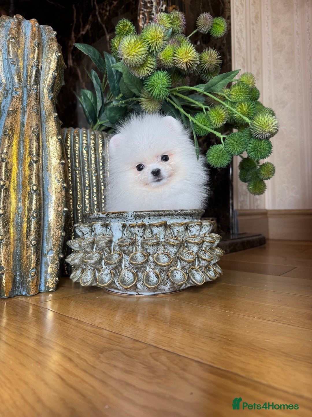 Pomeranian dogs for sale: SUPER TINY ICE WHITE POMERANIAN BOY - Image 23
