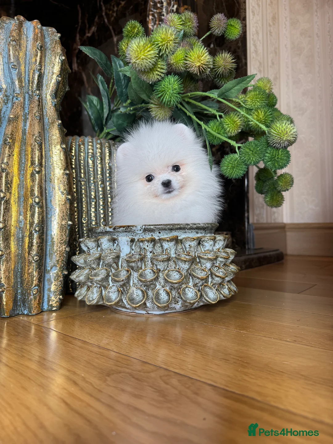Pomeranian dogs for sale: SUPER ICE WHITE POMERANIAN BOY & GIRL  - Advert 24
