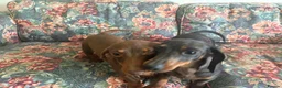 Miniature Dachshund dogs for sale: 2 miniature dachshund sisters 7 months old in Swadlincote - Advert 3