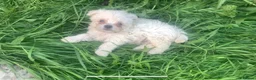 Mixed Breed dogs for sale: Maltese/chihuahua (malchi) pups - Advert 10