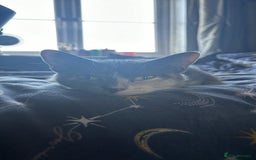 Mixed Breed cats for sale: 2x pair of Boy kittens  - Image 3