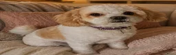 Cavapoochon dogs for sale: Cavapoochon puppies in Sutton Coldfield - Advert 8
