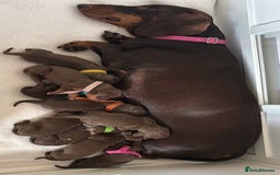 Dachshund dogs for sale: 9 Standard Dachshund Puppies KC Registered  - Image 2