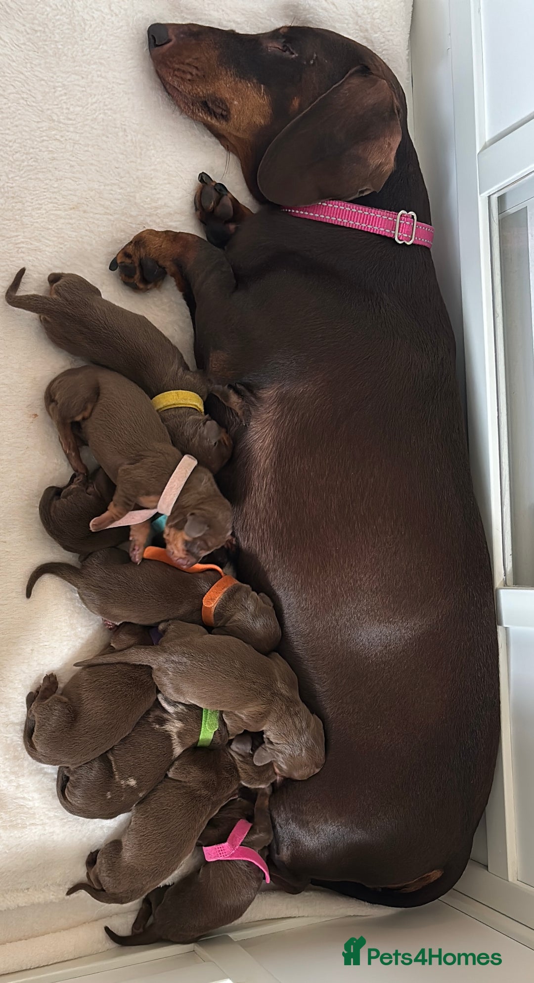 Dachshund dogs for sale: 9 Standard Dachshund Puppies KC Registered  - Image 2