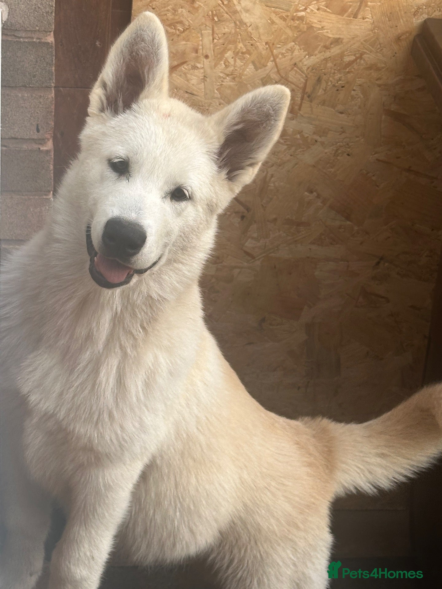 Alaskan Malamute dogs 2 females and 2 males left - Advert 1