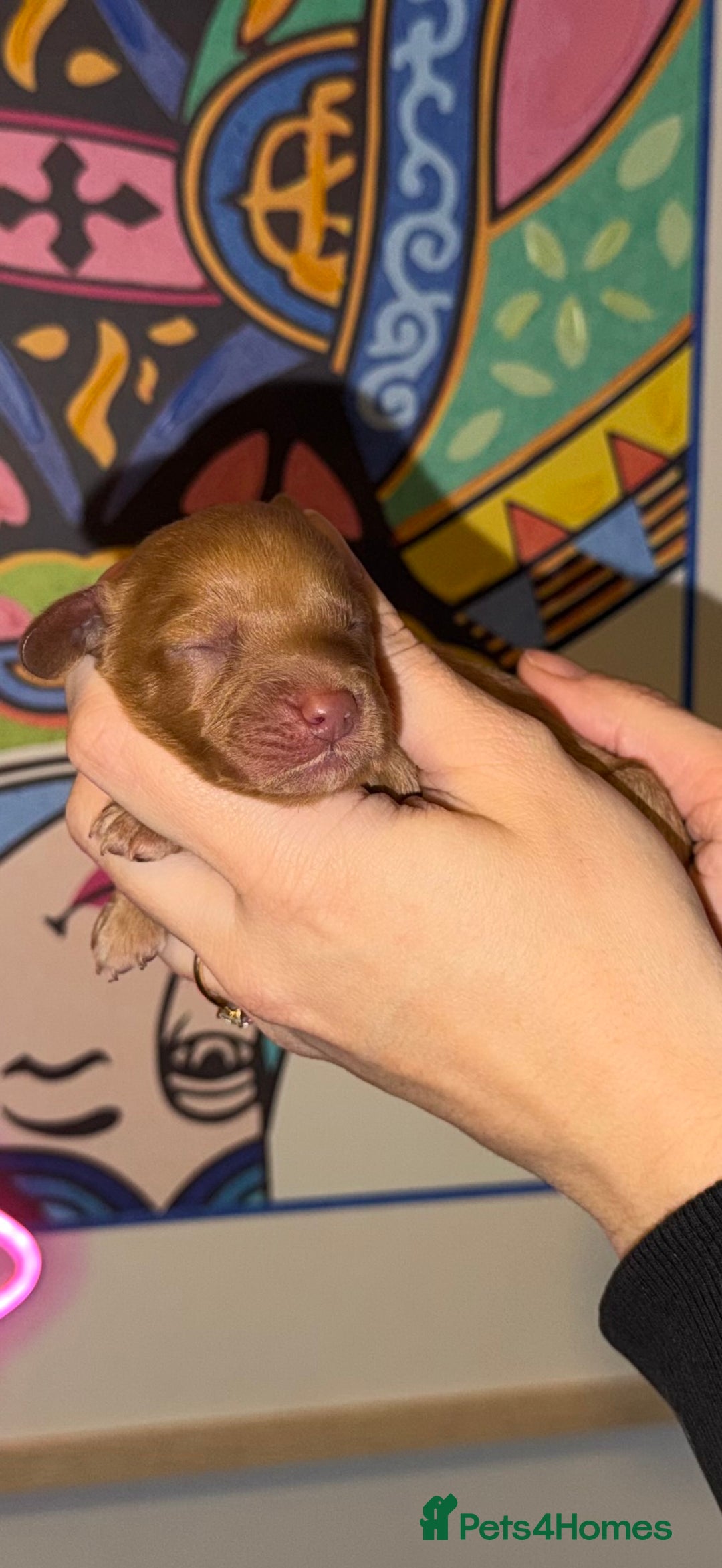 Cavapoo dogs for sale: 🐶 Beautiful Cavapoo Puppies – Ready 3rd March - Advert 3