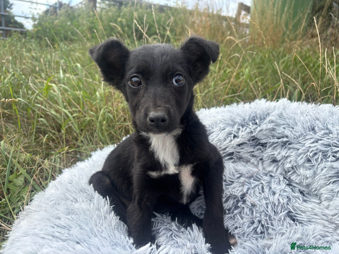 Mixed Breed dogs for adoption: Polly * Jack Russell x  * 240782 - Image 3