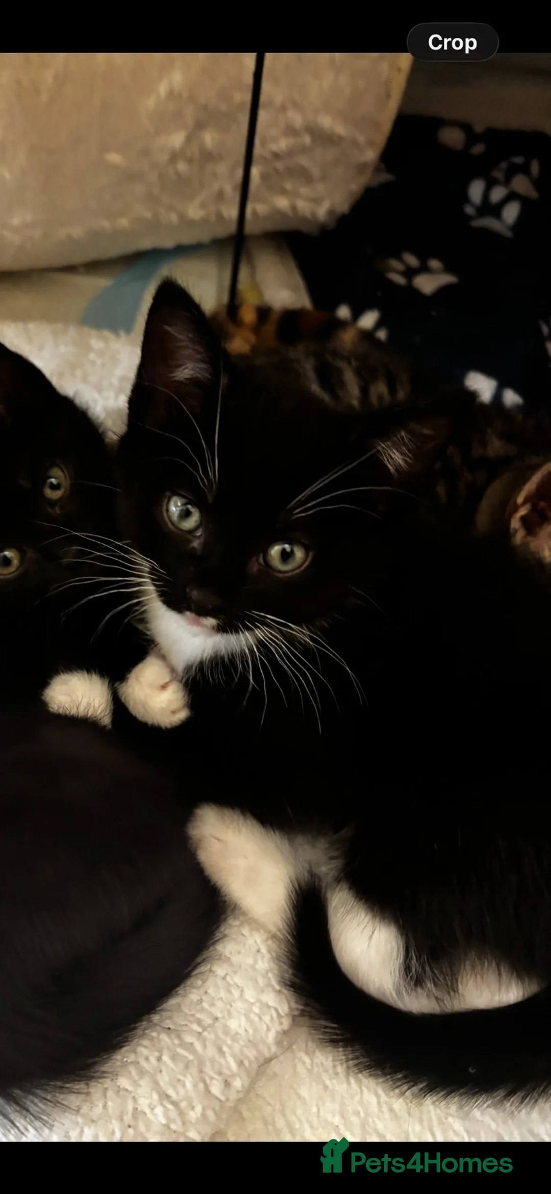 Mixed Breed cats for sale: 3 kittens for sale  - Advert 2