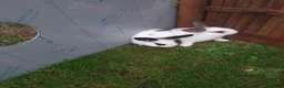 Mixed Breed rabbits for sale: Rabbits for sale  - Advert 2