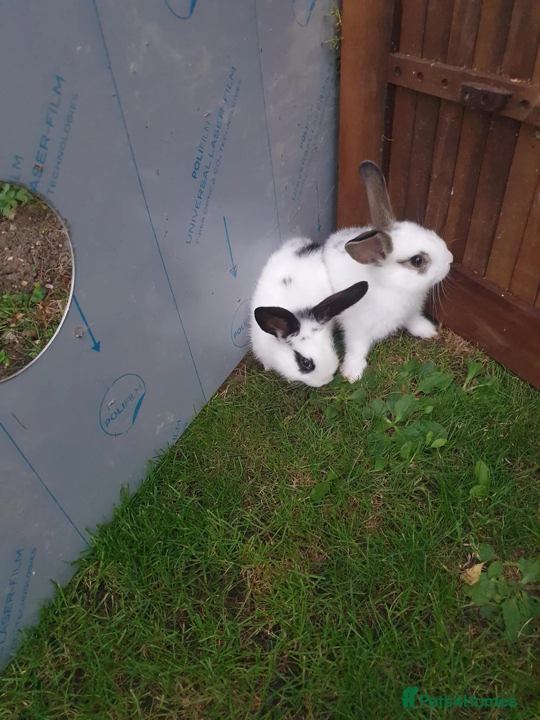 Mixed Breed rabbits for sale: Rabbits for sale  - Advert 2