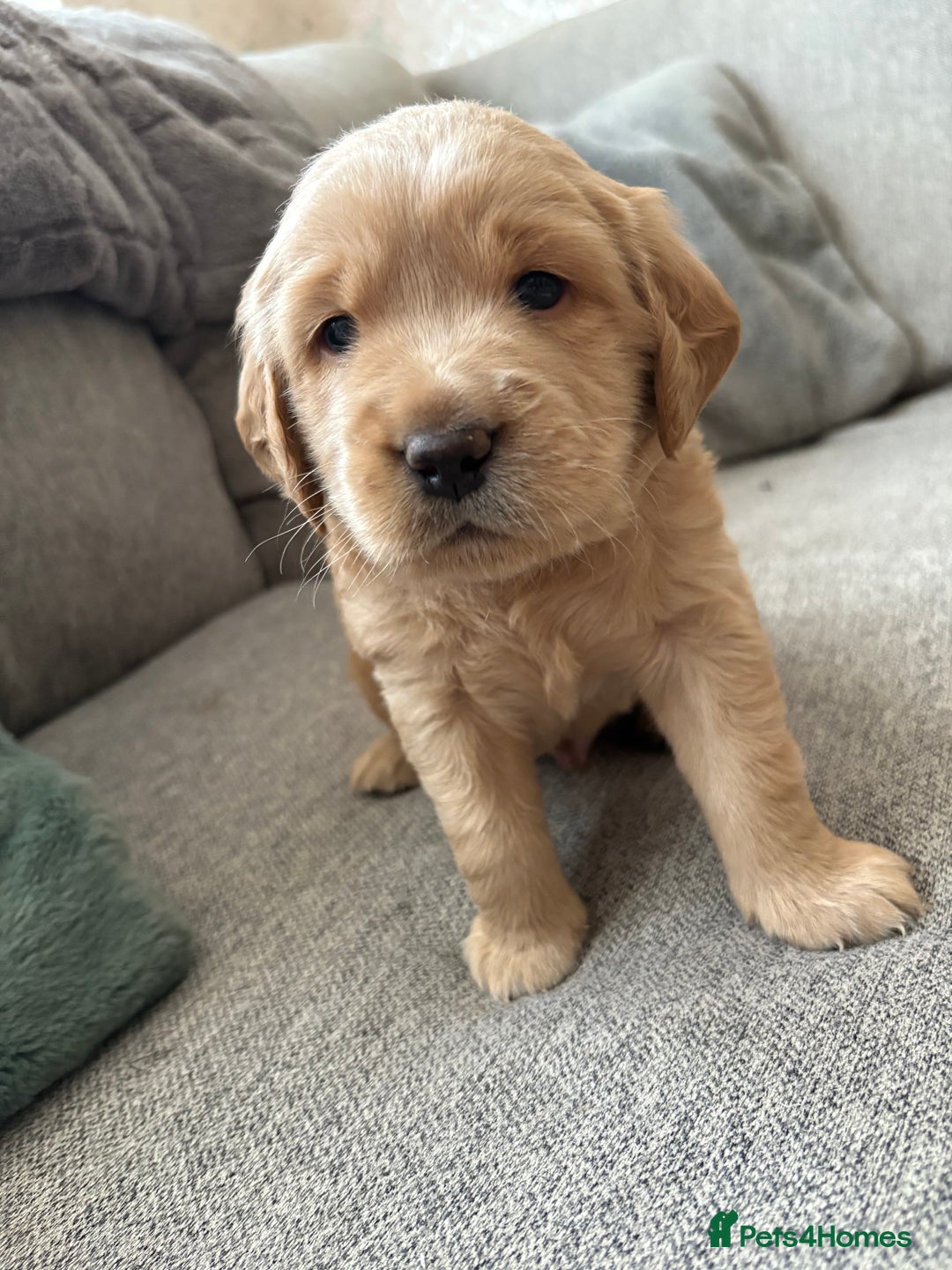 Labradoodle dogs for sale: Beautiful litter of 5 labradoodle puppies  - Image 2