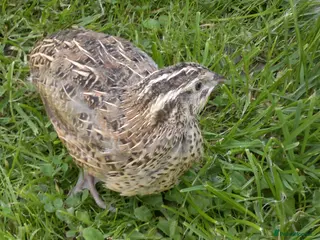 Quail poultry Japanese Quails - Advert 1