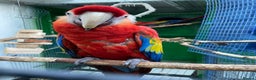 Macaws birds for sale: Scarlet pair for sale  - Advert 6