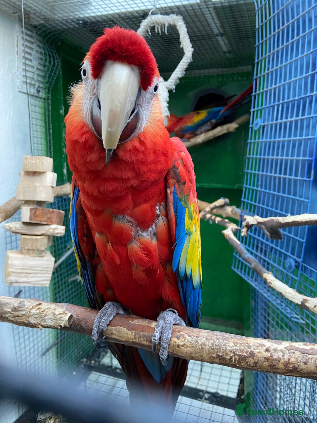 Macaws birds for sale: Scarlet pair for sale  - Advert 6