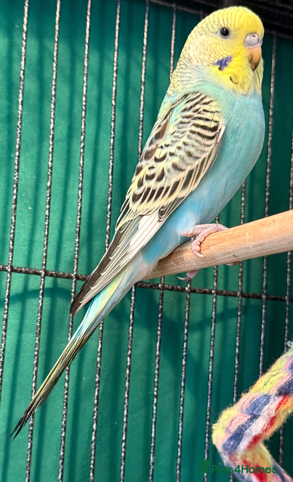 Budgerigars birds Young Budgies 8 to 10 Weeks Old Available  - Advert 1