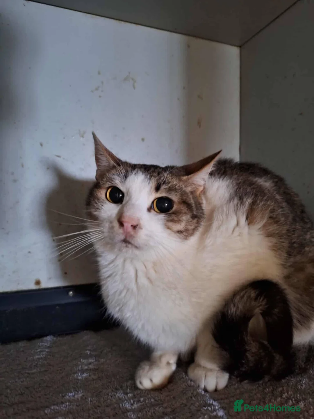 Mixed Breed cats for adoption: Galaxy for adoption - Advert 5