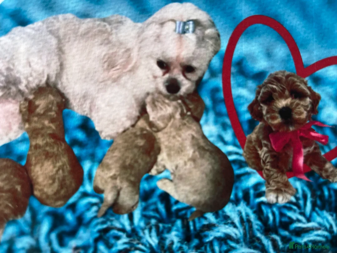 Maltipoo dogs for sale: F1 maltipoo girl - Advert 2