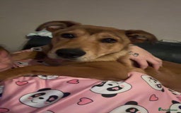 Mixed Breed dogs for sale: rottweiler cross belgian shepherd - Image 5