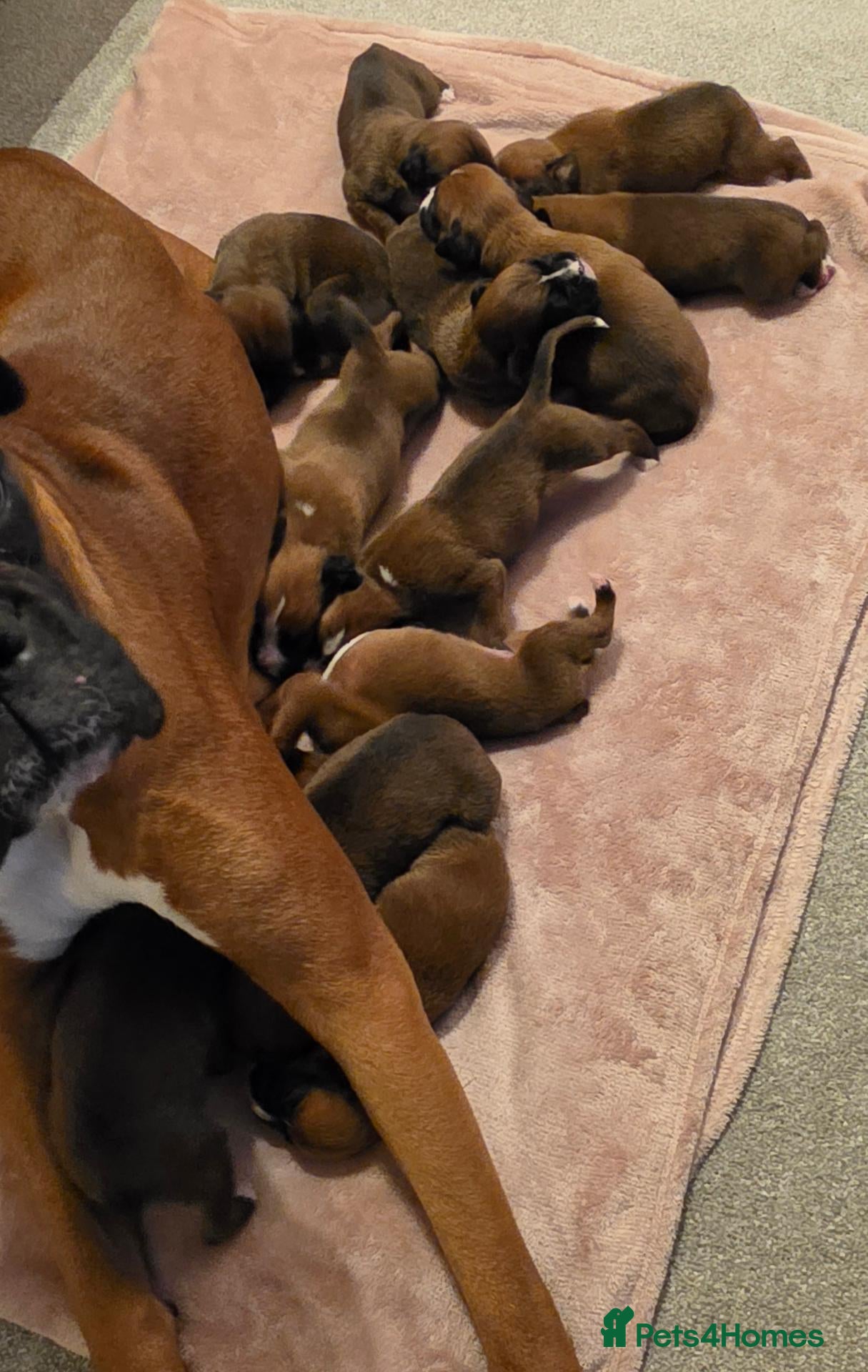 Boxer dogs Red Boxer Puppies–Long Tails & Natural Bobtails - Advert 14