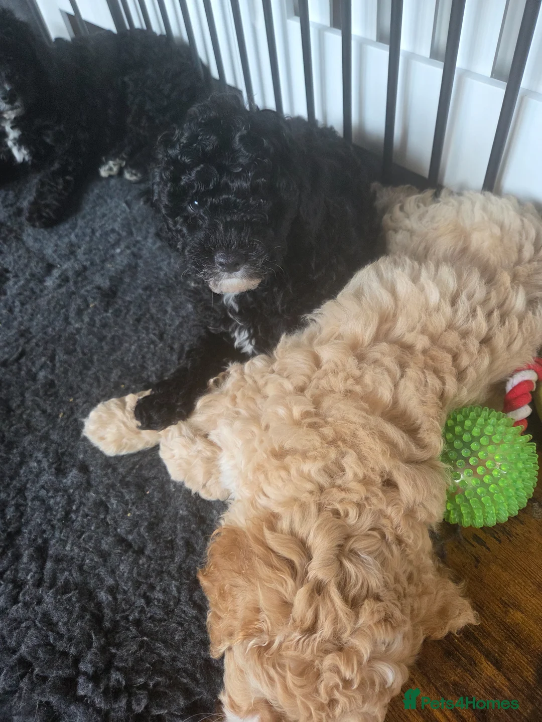 Cavapoo dogs for sale: 3 beautiful Cavapoo F1b available  in Market Drayton - Advert 10