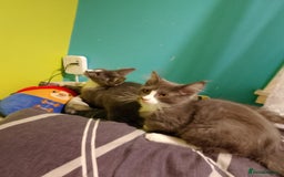 Maine Coon cats for sale: Two beautifull Maine conn boys - Image 4