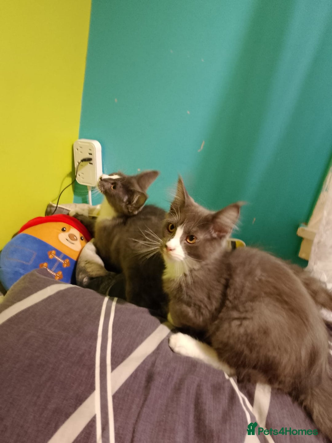 Maine Coon cats for sale: Two beautifull Maine conn boys - Image 4