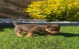 Jack Russell dogs for sale: jack russell girl for sale  - Image 3