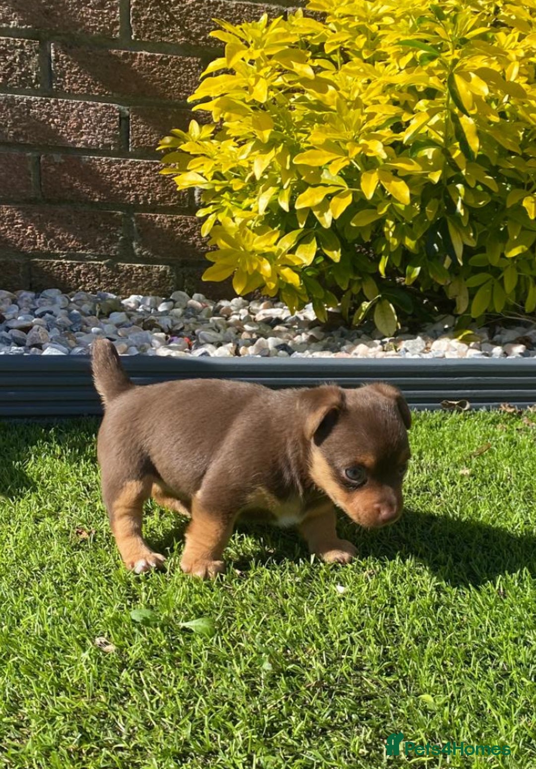 Jack Russell dogs for sale: jack russell girl for sale  - Image 3
