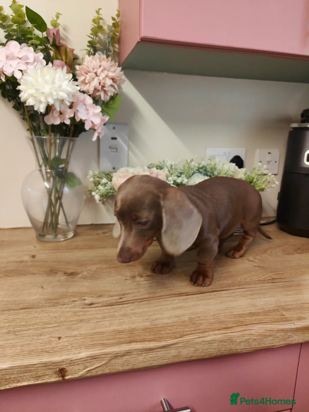 Dachshund dogs for sale: Cute little dachshund girl - Advert 2