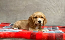 Cocker Spaniel dogs for sale: STUNNING COCKER SPANIEL PUPPIES  - Image 24