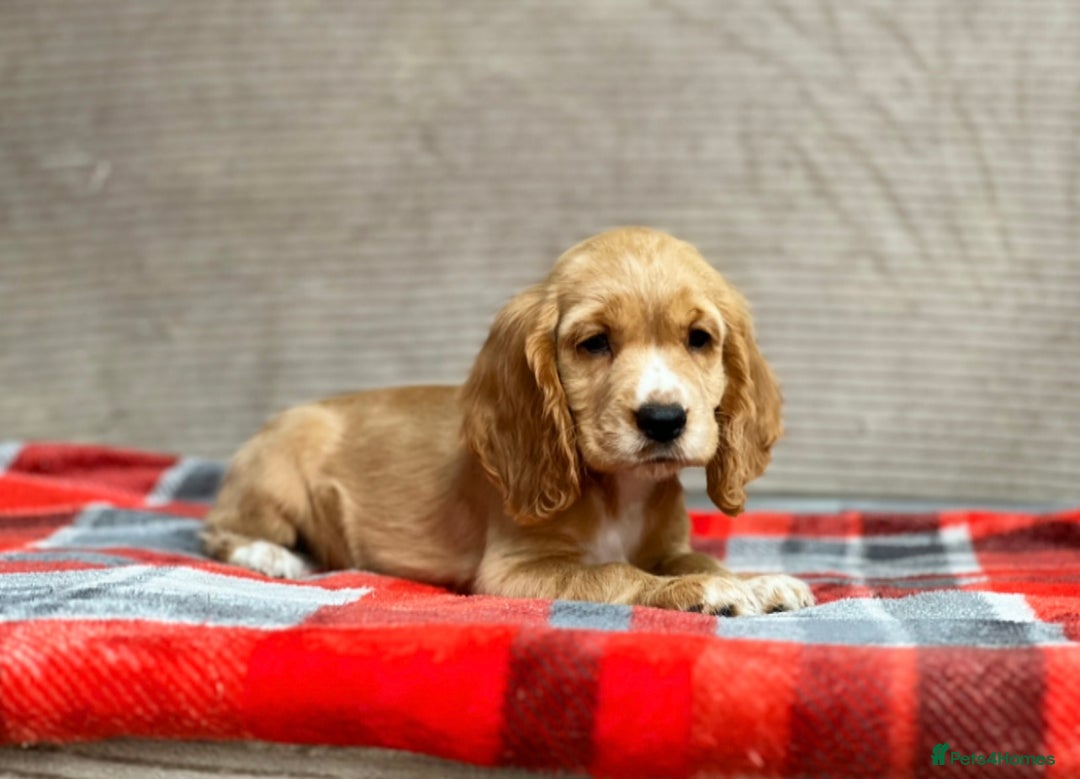 Cocker Spaniel dogs for sale: STUNNING COCKER SPANIEL PUPPIES  - Image 24