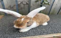 Mixed Breed rabbits for sale: Mixed breed boys free to good home  - Image 2