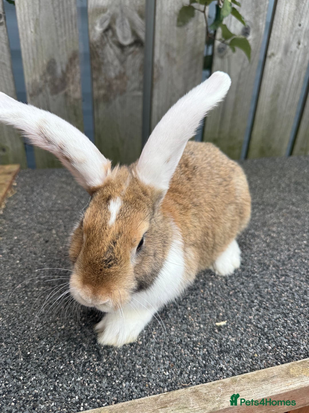 Mixed Breed rabbits for sale: Mixed breed boys free to good home  - Image 2