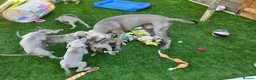 Weimaraner dogs for sale: Ready to go Weimaraner puppies KC registered - Advert 22