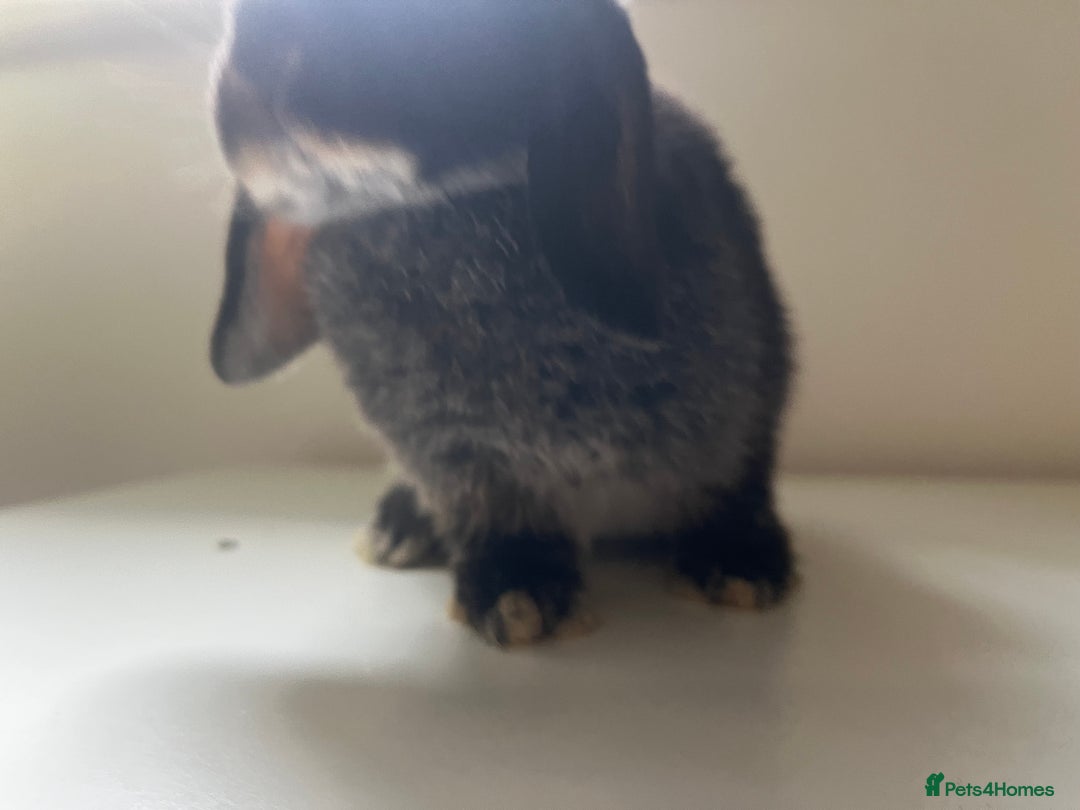 Mini Lop rabbits for sale: Mini lops available  - Advert 27