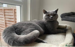 British Shorthair cats for sale: Beautiful British Shorthair Female Cat 🩵 - Image 6