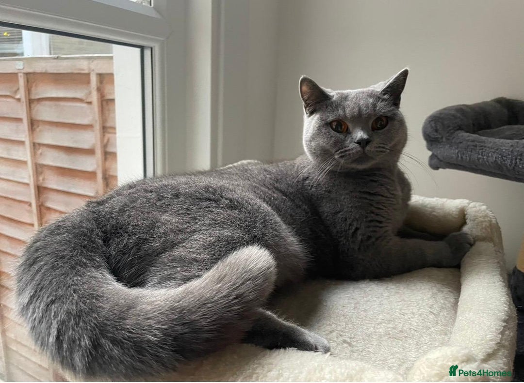 British Shorthair cats for sale: Beautiful British Shorthair Female Cat 🩵 - Image 6