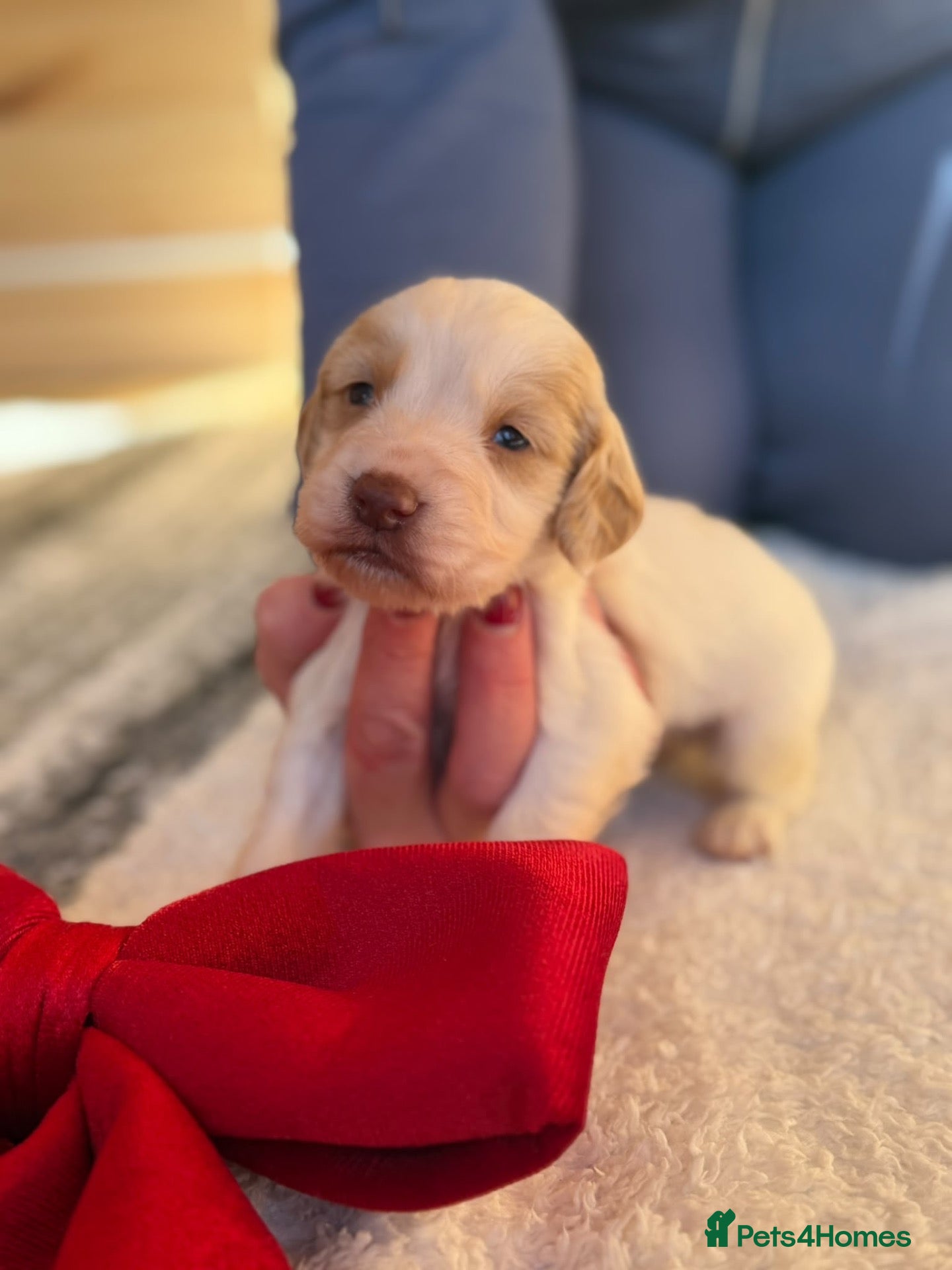Sprocker dogs for sale: Beautiful Sprocker spaniel pups  - Advert 2