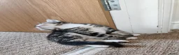 Mixed Breed cats for sale: Unique Tabby kittens   looking for a forever home  in Doncaster - Advert 7
