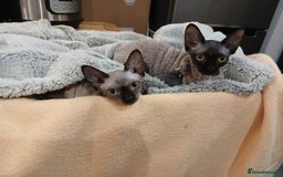 Sphynx cats for sale: Silver elf and black little babies - Image 3